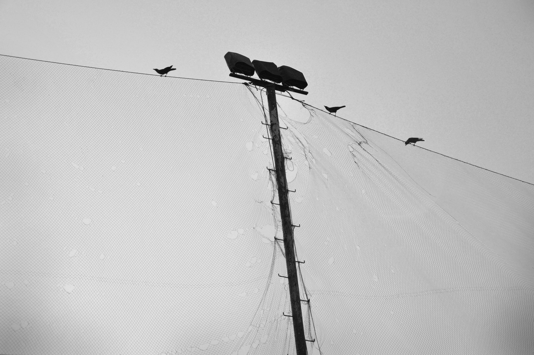 crows on street lights